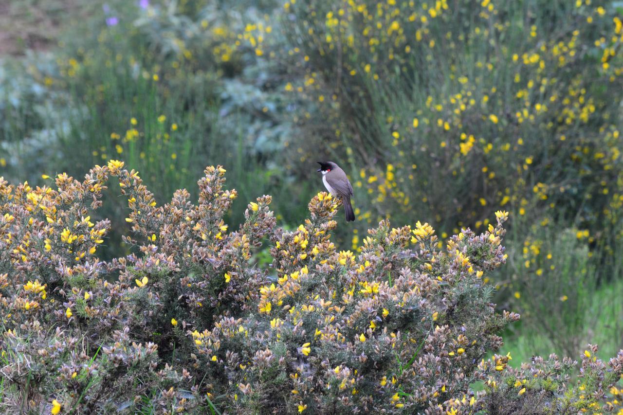 The Conerstayz Ooty Eksteriør billede